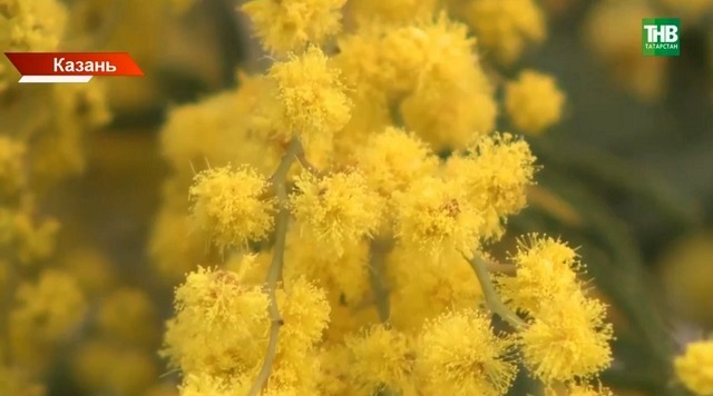 Букет прогнозов: какие сюрпризы преподнесет март и ранняя ли будет весна в Татарстане
