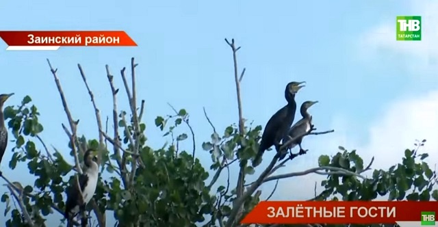 Грозы морей на реках Татарстана: экологи бьют тревогу из-за облюбовавших Заинское водохранилище бакланов