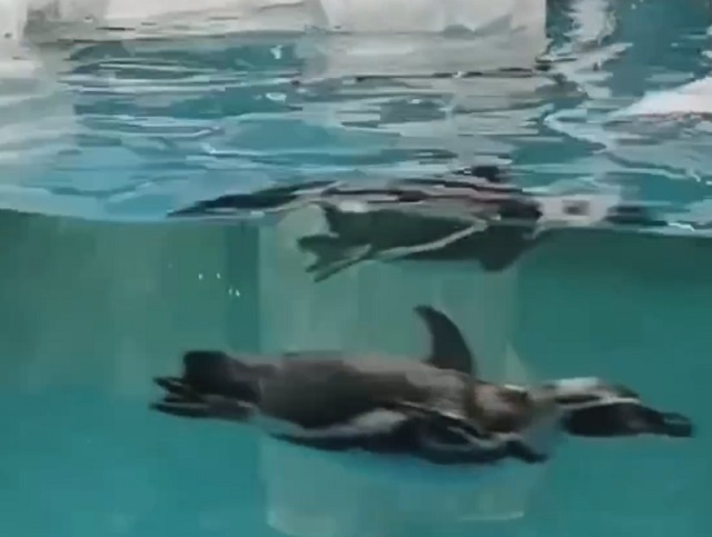 Из Приморья в Казань: краснокнижные пингвины Гумбольдта обрели новый дом