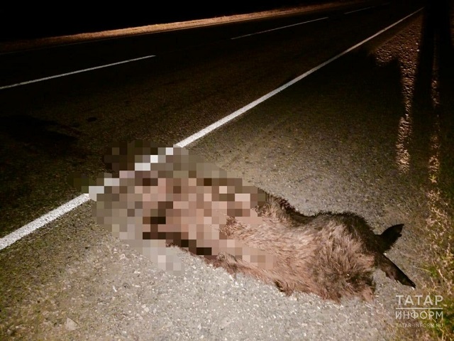 В Черемшанском районе РТ водитель «Лады» насмерть сбил кабана