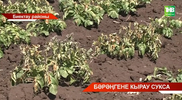 Җәй башында бәрәңгене кырау суга калса - видео