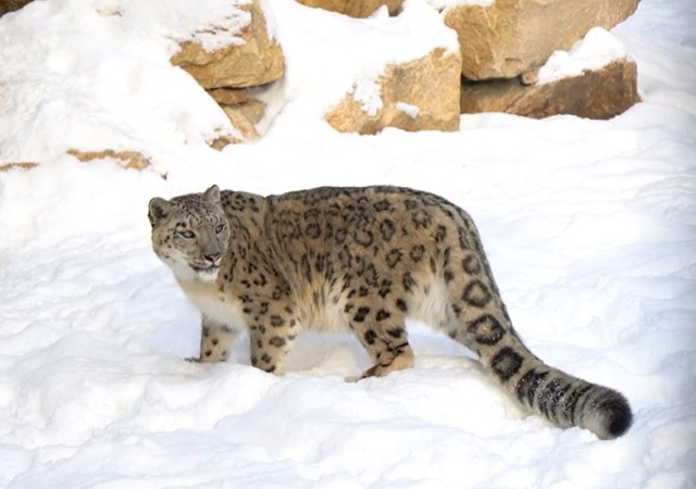 Мультфильм о снежных барсах предложили создать на форуме по сохранению ирбиса в Казани 
