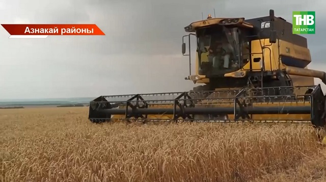 Урак өсте - 2025: бодайның сыйфатын ничек бәялиләр?