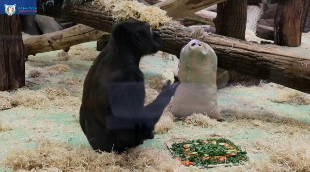 Торт и мешки с подарками приготовили на день рождения Квабену в казанском зоопарке