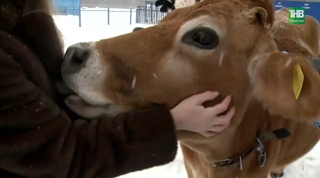 Лидер в опасности: почему «молочные реки» Татарстана могут исчезнуть как мираж