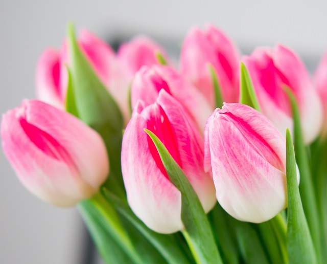 За цветы не по правилам: в Казани 20 продавцов тюльпанов заплатят по 10 000 рублей