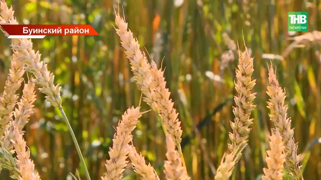 Буинский район — лидер жатвы в Татарстане: аграрии обещают рекордный урожай