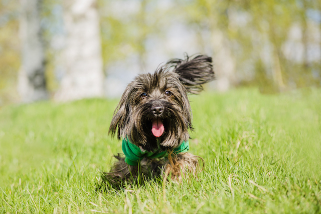 Татарстанцам ответили, для чего нужна обязательная регистрация собак