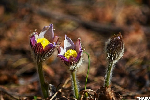 Названы районы Татарстана, где встречаются подснежники
