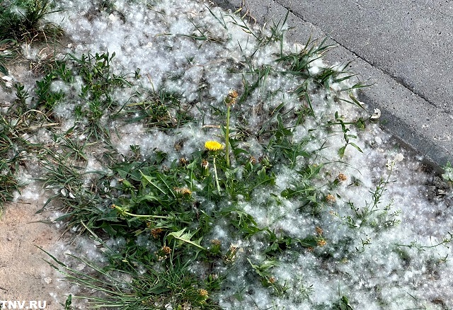 Профессор КФУ: тополиный пух – вообще не аллерген