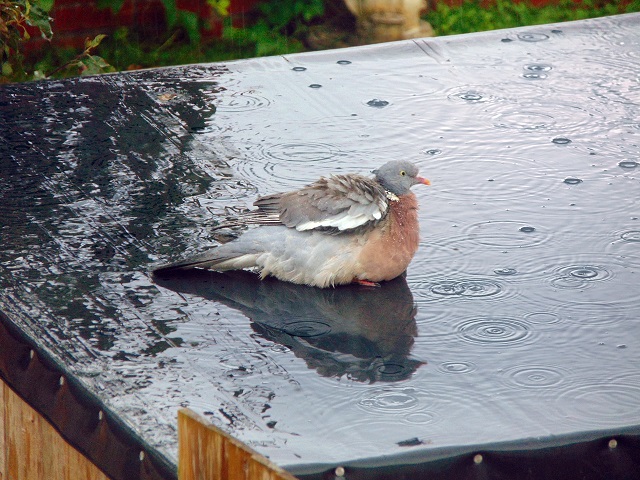 Более половины месячной нормы осадков выпало уже в августе в Татарстане