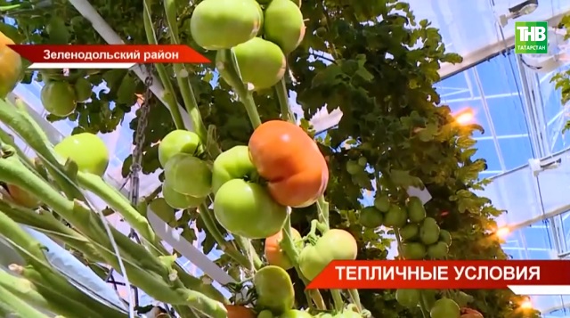 Особенности эффективной теплицы для дачи назвала кандидат наук