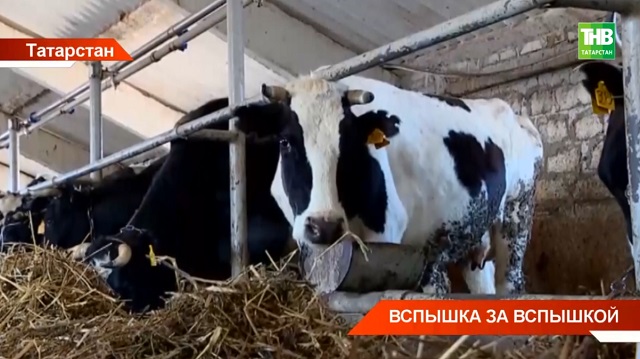 Татарстан закупит ветпрепараты для диагностики опасных болезней животных на 3,5 млн рублей