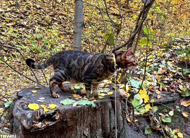 Похолодание до нуля и осадки ожидаются в Татарстане в ближайшие сутки
