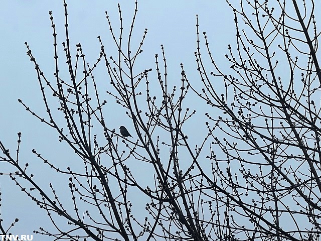 Синоптики рассказали, какими будут первые апрельские выходные в Татарстане