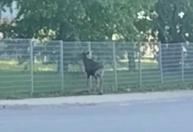 Лосенок получил смертельные травмы в Казани