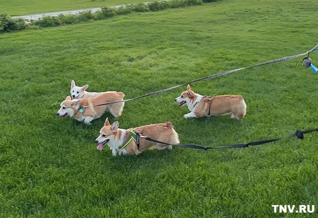 В Советском районе Казани появится новая площадка для выгула собак