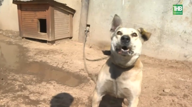 Кусачая тема: сколько еще людей должна загрызть «милота», чтобы на проблему обратили внимание?