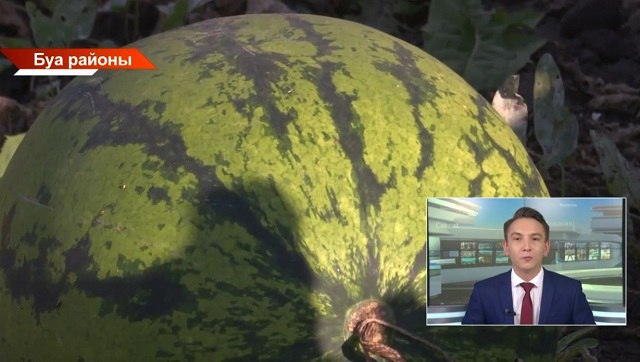 Аграрная сенсация: 11-килограммовые арбузы вырастили в Буинском районе Татарстана