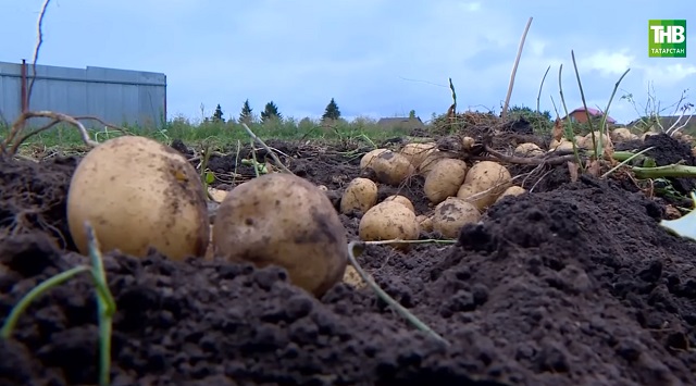 "Туган җир": Бәрәңгенең кайсы сорты яхшырак?