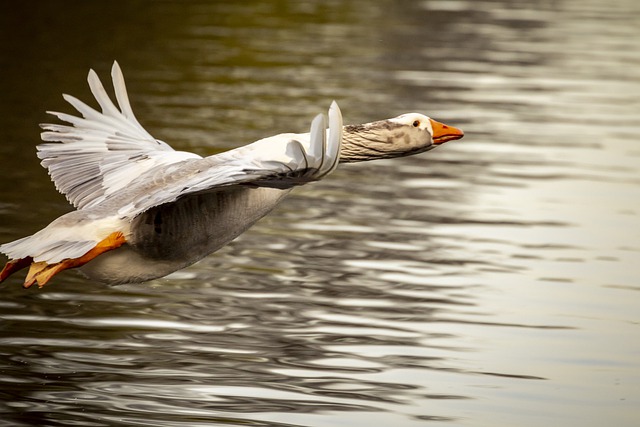Жителям Татарстана назвали дату начала сезона охоты на пернатую дичь