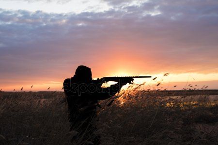 В Татарстане задержали браконьеров, застреливших двух кабанов