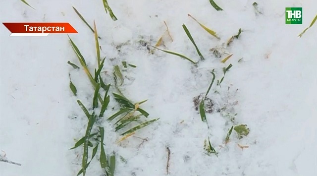 Чревато гибелью озимых: в двух районах Татарстана зафиксировали недостаток влаги
