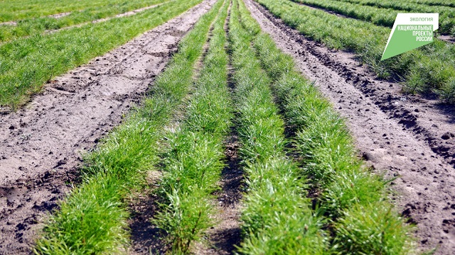 В 2022 году в Татарстане по нацпроекту «Экология» вырастили 33,9 млн саженцев