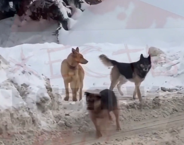 «Окружили и пытались укусить»: стая собак напала на подростка в Казани