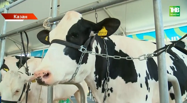 Татарстанда "АгроВолга" Халыкара күргәзмәсе эшли башлады