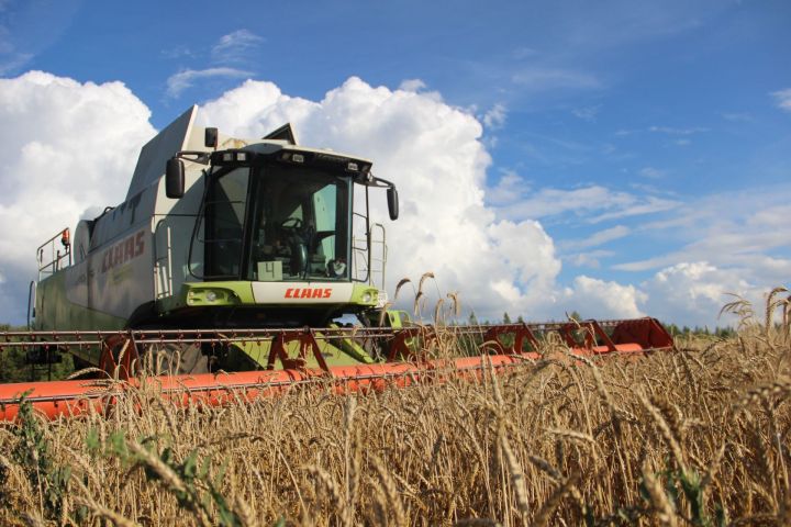 Яшел Үзән районында беренче уңыш җыя башлаганнар