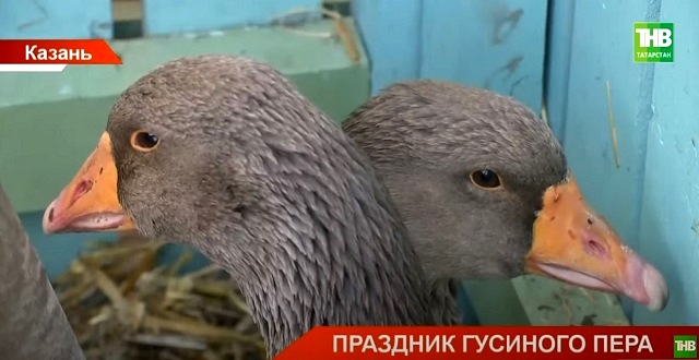 Праздник гусиного пера отметили в Старо-Татарской слободе в Казани