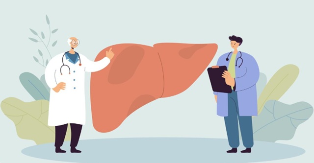 Печень умеет прощать: учёные доказали, что даже тяжелый цирроз может отступить 