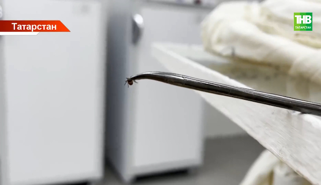 35 укусов клещей зарегистрировали в Татарстане с начала 2026 года