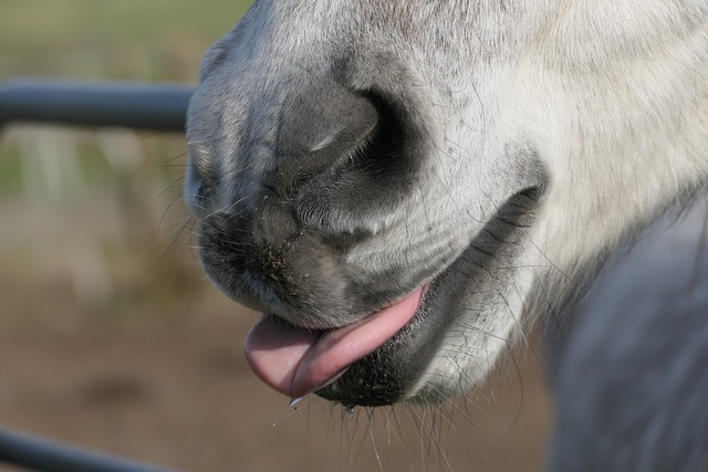 Депутата из РТ заподозрили в аферах с грантом в 2,9 млн рублей на покупку лошадей