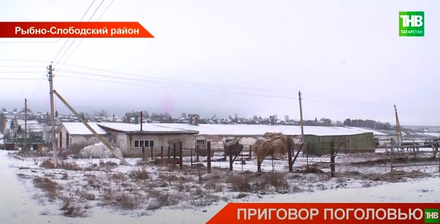 Татарстан остается неблагополучным по заболеваемости бруцеллезом