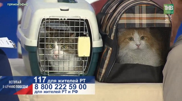 Волонтеры из Нурлата рассказали о миссии котов в зоне СВО