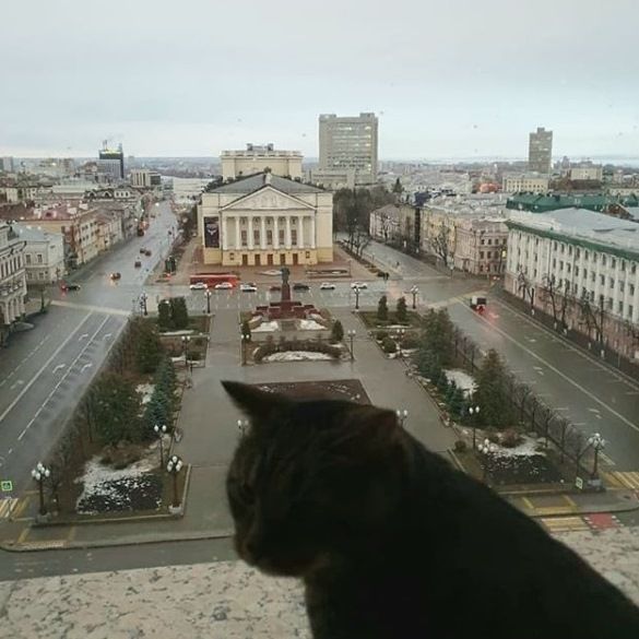 Кот Виктор оказался в Instagram Рустама Минниханова