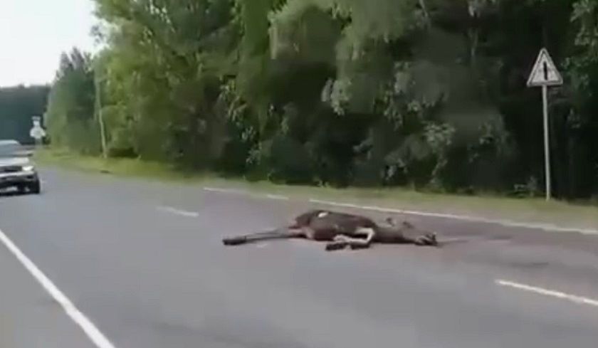 В Башкирии автомобилист погиб при столкновении с лосем