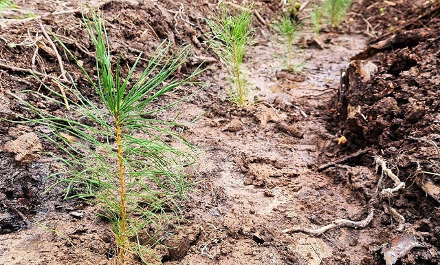 Лесокультурный сезон завершился в Татарстане