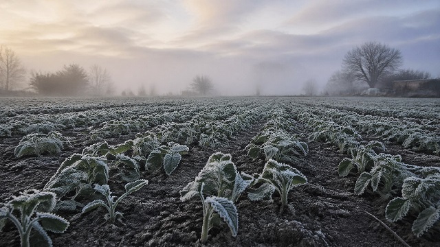 Картошку сажать во вторую волну праздников: синоптики предупредили о майских и июньских заморозках