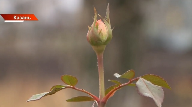 В Казани побит температурный рекорд столетней давности