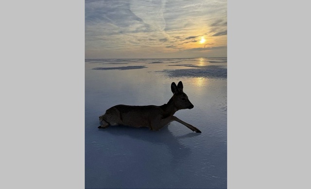 Обессиленную косулю спасли на Волге в Татарстане
