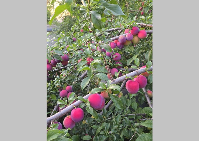 Минниханов показал урожай слив из своего огорода