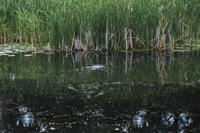 В водоем Набережных Челнов выпустили 13 000 мальков стерляди