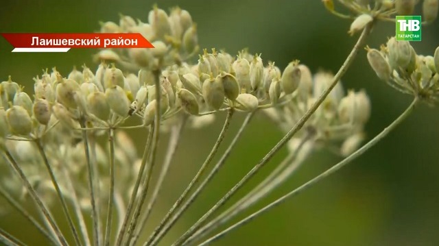 Опасный борщевик: как Татарстан борется с токсичным растением и за что введут штрафы