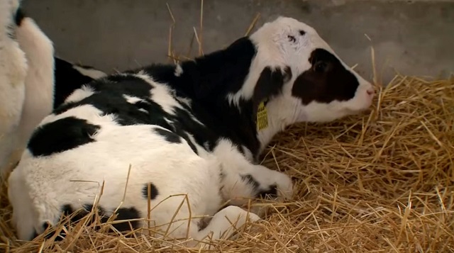 Кукморский феномен: как в районе сохраняют фантастические показатели по производству молока