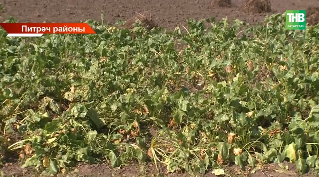 Зират чистартам дип, бакча уңышын юк иткәннәр