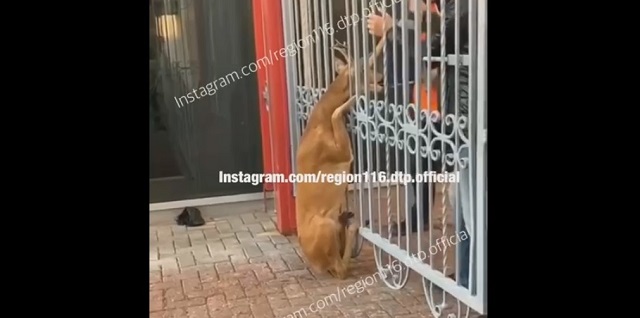 Спасение «Бэмби» в Казани попало на видео