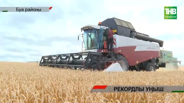 Буа районыннан гап-гади фермер Айрат Әлләмов гектардан 95 центнер уңыш алган